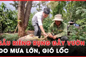 Gia Lai: Sầu riêng rụng đầy vườn do mưa lớn kèm gió lốc 
