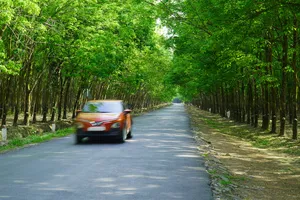 Rừng cao su đẹp mê hồn ở Tây Ninh thu hút giới trẻ đến check-in 