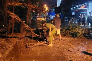 Mưa lớn kèm giông lốc tại huyện Đạ Huoai khiến cổ thụ bật gốc, đè xe tải 