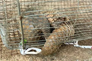 Chuẩn bị đi ngủ thì phát hiện tê tê quý hiếm vào nhà giữa đêm