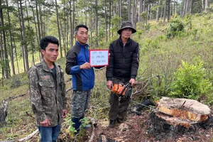 Hạ 30 cây thông trong rừng phòng hộ, 3 người bị tạm giữ