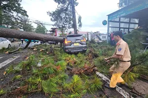 Đà Lạt mưa lớn, thông cổ thụ bật gốc đè trúng ô tô đang chạy trên phố