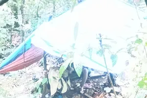 Tử vong khi đi hái lan rừng ở Lâm Đồng