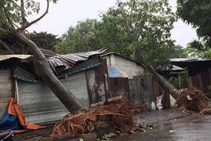 Ảnh hưởng bão, hàng loạt cây xanh ở TP.HCM bật gốc