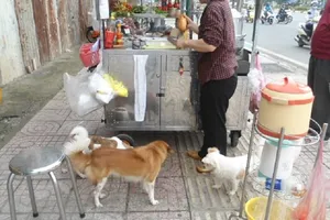 Ông Đoàn Ngọc Hải yêu cầu dẹp nạn chó thả rông ở quận 1