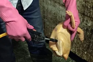 Bơm hóa chất vào gà sẽ bị xử nặng