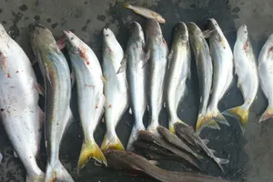 'Hô biến' cá này thành cá kia coi chừng bị phạt