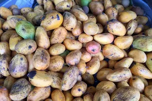 Cách nhận diện xoài “ngậm thuốc”