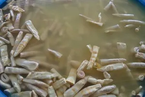 Nhận diện măng 'tắm' hóa chất