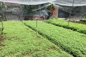 Thoát nghèo nhờ trồng rau sạch