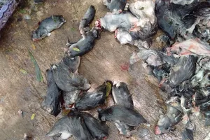 Nguy hại khôn lường nếu ăn nhằm thịt chuột cống