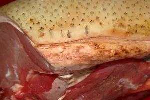 'Phù phép' heo nái thành heo rừng bị phạt ra sao?