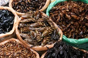 Cẩn thận khi ăn côn trùng kẻo bị trúng độc 