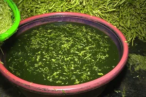 Có thể bị phạt 100 triệu đồng vì rau muống có hóa chất