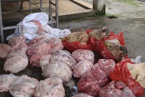 Xe khách lộng hành chở thực phẩm bẩn