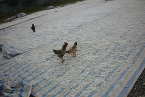 Phơi thực phẩm trên đường, coi chừng bị phạt