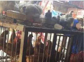 Giết mổ gà, vịt tại chợ coi chừng bị phạt