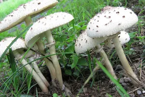 Khi ăn nấm cần chú ý những đặc điểm này