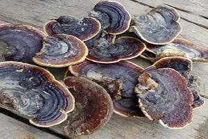 Rước họa với nấm linh chi bị mốc