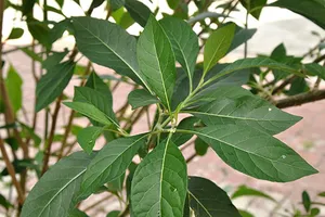 Lá mật gấu và những điều chưa biết