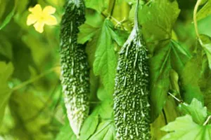 7 loại cây phổ biến vừa ăn vừa có tác dụng chữa bệnh