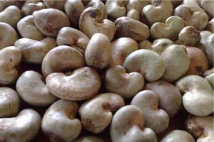 Phòng tránh độc tố tự nhiên trong thực phẩm 