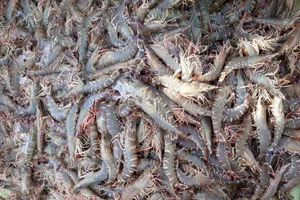 Bơm tạp chất vào tôm bị phạt sao?