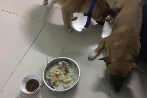 Thức ăn dính lông “thú cưng” và tác hại khó lường