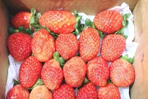 Ăn dâu tây tốt cho người tiểu đường