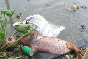 Phạt nặng nếu vứt heo chết xuống sông