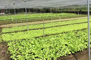 Xây dựng vùng nguyên liệu sản xuất nông sản thực phẩm an toàn