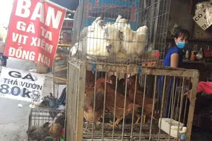 TP.HCM kiểm soát chặt tình hình kinh doanh gia cầm