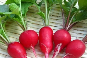 Củ cải đường có thể làm giảm nguy cơ mắc bệnh tim và đột quỵ