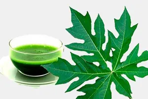 Bất ngờ với tác dụng giải độc của lá đu đủ