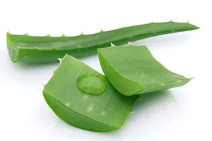 Nha đam có thể chống lại bệnh tiểu đường