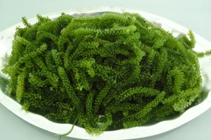 Rong biển giúp giảm nguy cơ mắc bệnh tim mạch