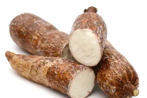 Nhiều lợi ích bất ngờ từ củ khoai mì ít người biết đến