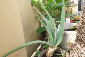 Những thực phẩm giúp giảm mỡ thừa trên khuôn mặt