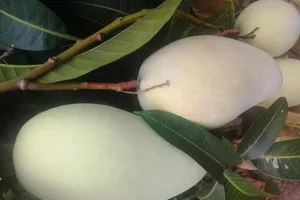 Bất ngờ với lợi ích của lá xoài