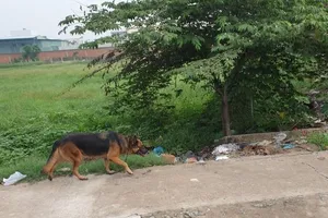 Trộm chó để bán lấy thịt sẽ bị phạt bao nhiêu tiền? 