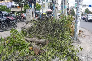 Dân bất ngờ vì nhiều cây xanh còn khỏe bỗng dưng bị đốn hạ