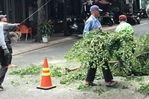 Sẽ đốn hạ hàng loạt cây xanh để làm nhiều dự án ở Củ Chi