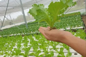 Những thực phẩm quen thuộc giúp tăng cường trí não