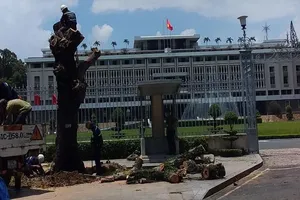 Lý do cây xanh lâu năm trước Dinh Độc Lập bị đốn hạ
