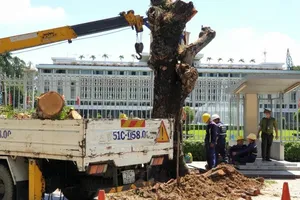 Công ty Cây xanh phản hồi việc đốn cây 199 ở Dinh Độc Lập