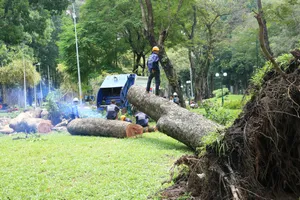 Nguyên nhân cây cổ thụ khủng ở công viên Tao Đàn bật gốc 