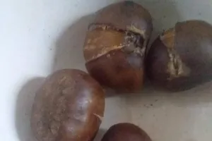 Những lợi ích bất ngờ từ món hạt dẻ 