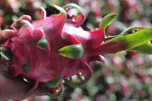 Đây là loại trái cây giúp cải thiện sức khỏe tim mạch