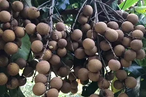 Ăn nhãn có thể giúp giảm cân?