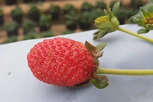 Thực phẩm giàu chất chống oxy hóa giúp giảm nguy cơ bệnh tim